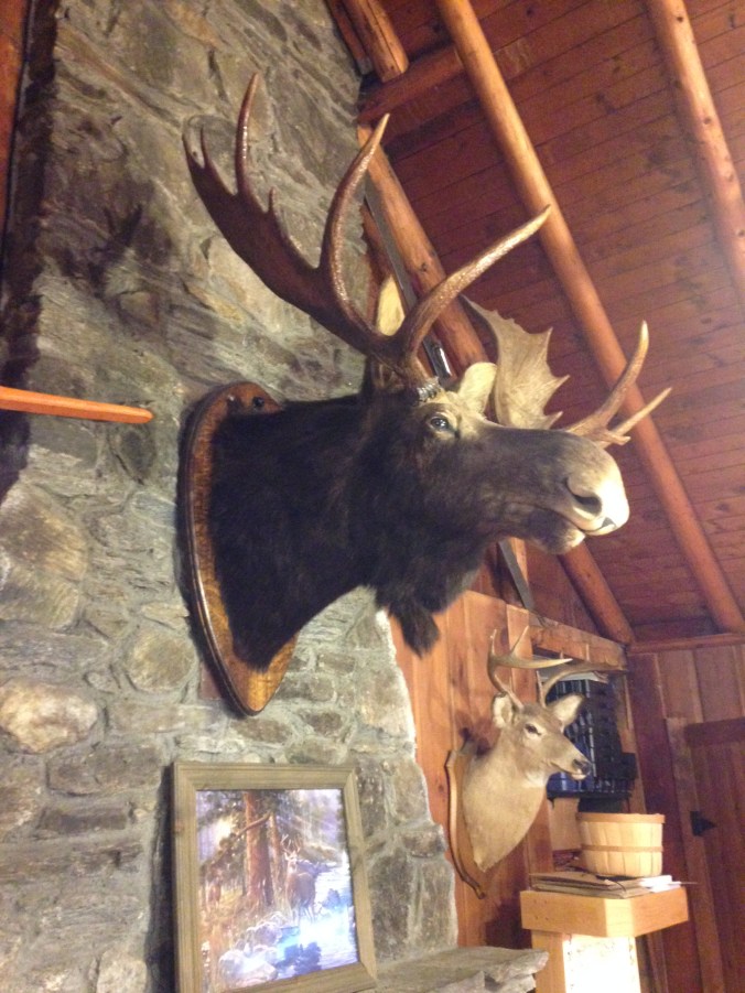 Vermont moose